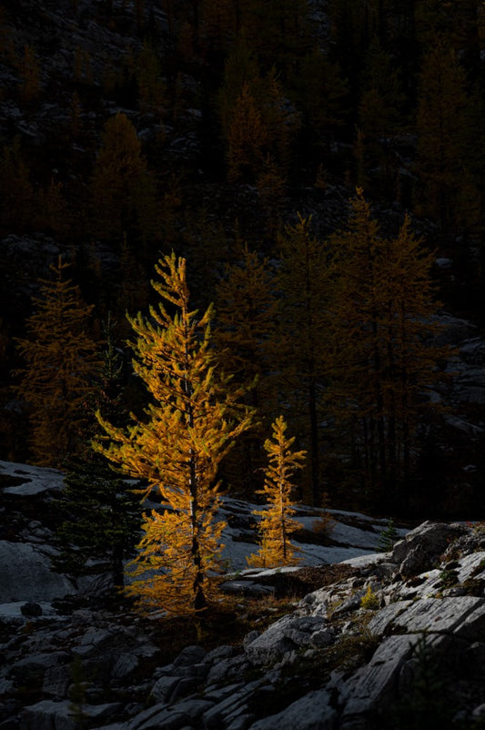 NL Test Larch